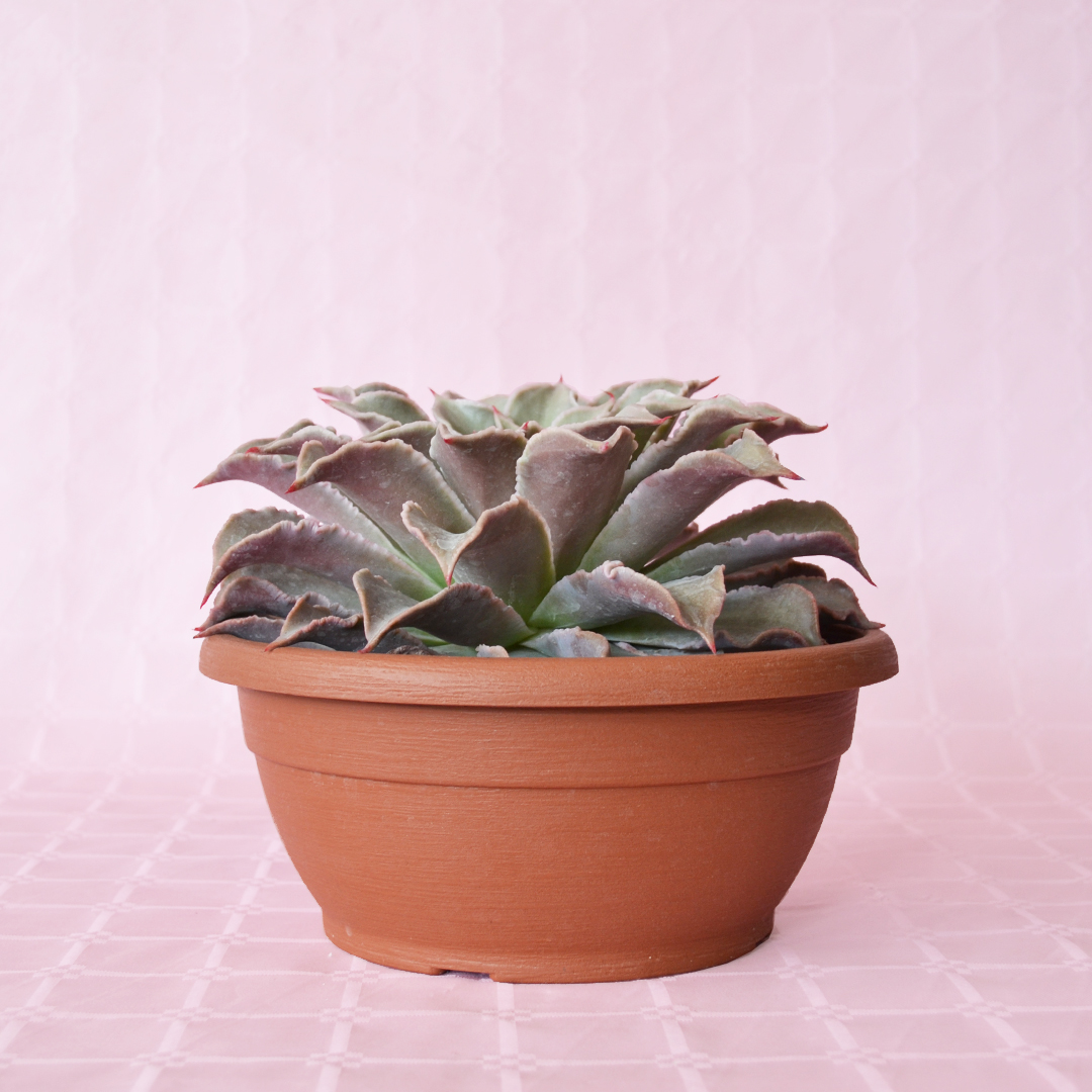 Echeveria madiba vaso 25