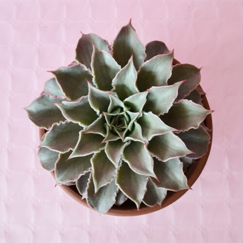 Echeveria madiba vaso 25