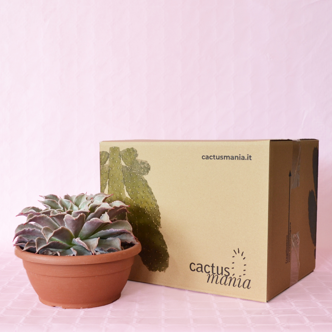 Echeveria madiba vaso 25
