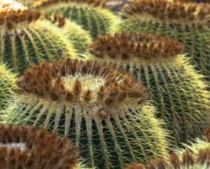 Echinocactus grusonii