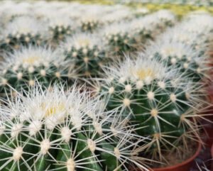 Echinocactus grusonii alba