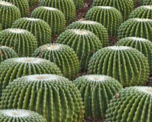 Echinocactus grusonii inermis