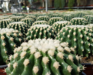 Echinocactus grusonii inermis