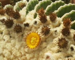 Echinocactus grusonii inermis Fiore