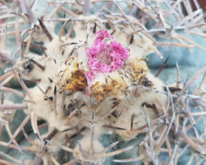 Echinocactus horizonthalonius