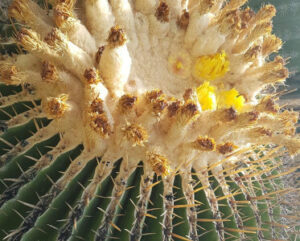 Echinocactus ingens