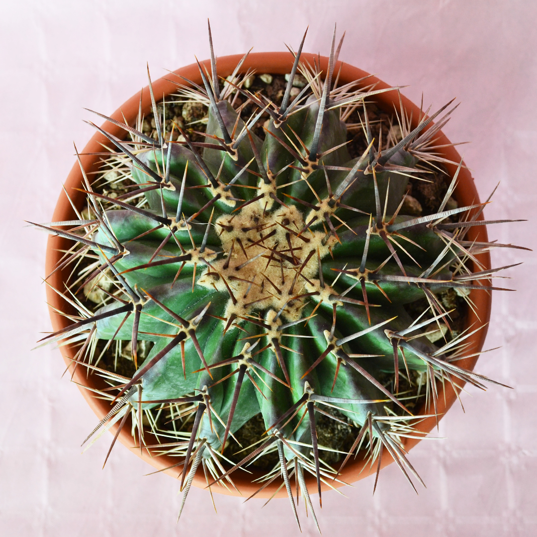Echinocactus ingens vaso 25