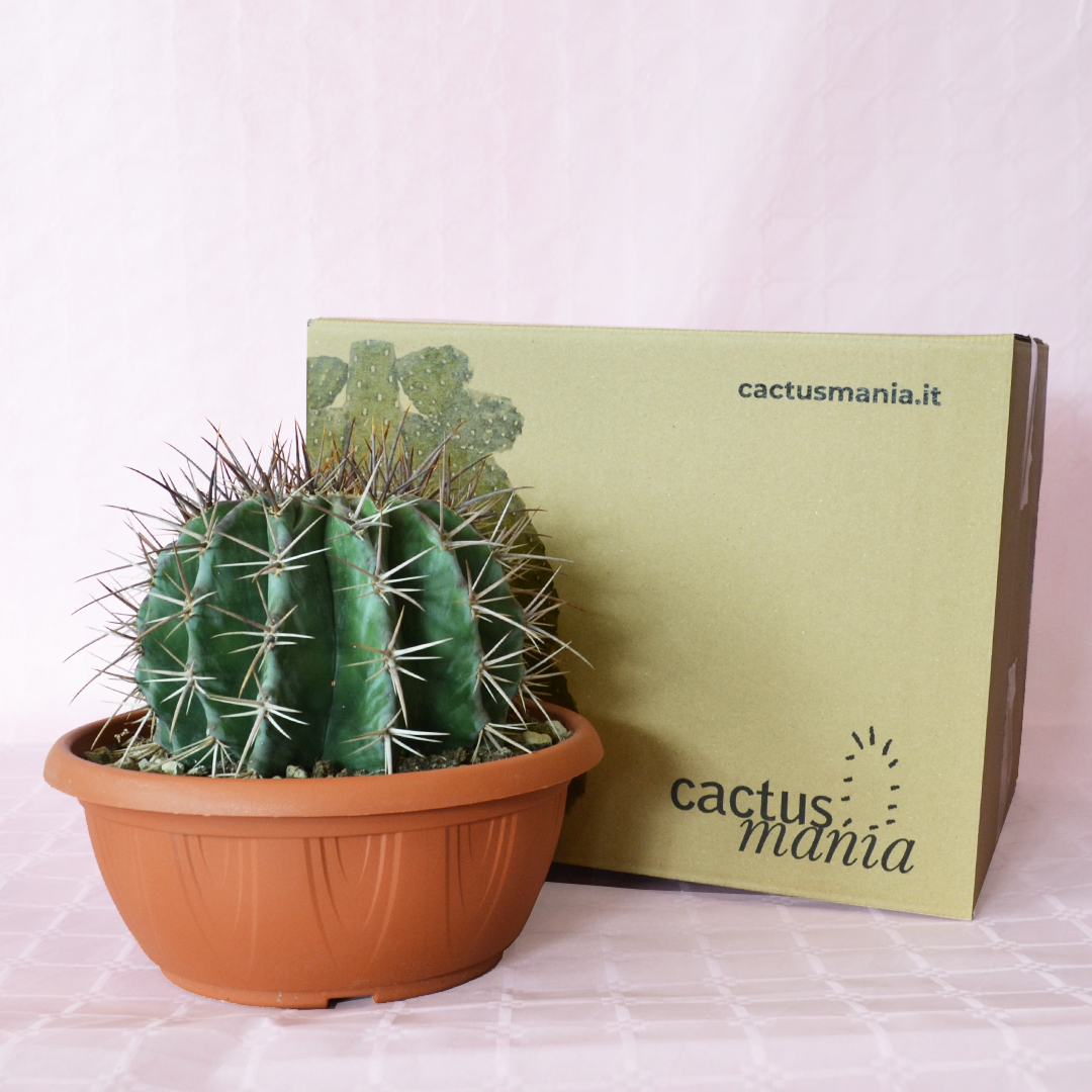 Echinocactus ingens vaso 25