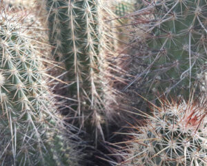 Echinocereus acifer