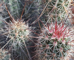Echinocereus ferreirianus