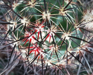 Echinocereus lindsayi