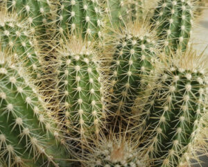 Echinocereus mombergerianus