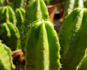 Echinocereus morricalii