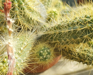 Echinocereus pacificus