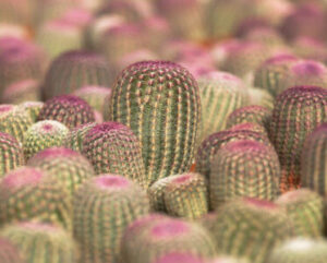 Echinocereus rigidissimus rubrispinus