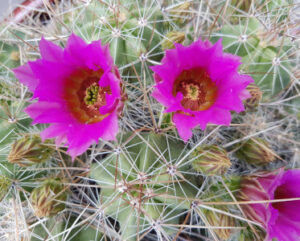 Echinocereus stramineus