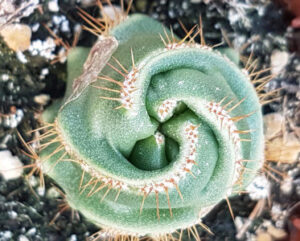 Echinocereus subinermis spiralis f. monstruosa