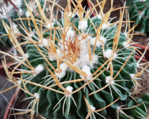 Echinofossulocactus multicostastum