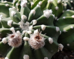 Echinopsis denudadum