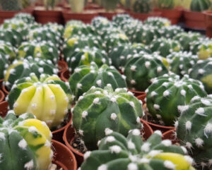 Echinopsis denudatum f. variegata