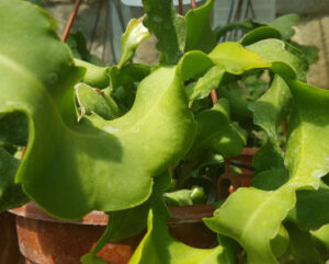 Epiphyllum guatemalense f.monstruosa
