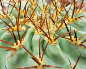 Eryosice ceratistes