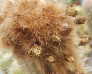 Espostoa mirabilis