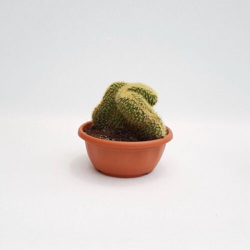 Espostoa vatricania guentheri vaso 20