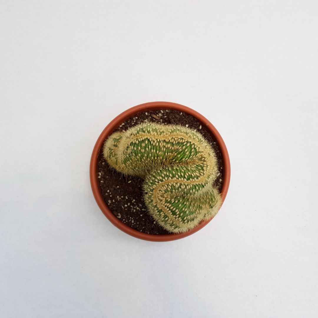 Espostoa vatricania guentheri vaso 20