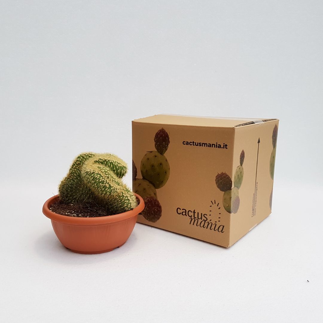 Espostoa vatricania guentheri vaso 20