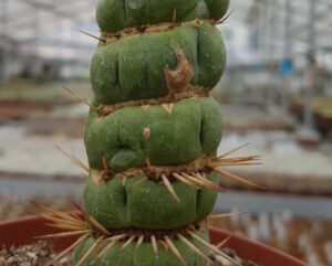 Eulycnia castanea