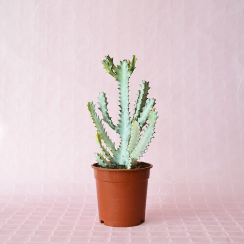 Euphorbia lactea ”white ghost” vaso Ø 17