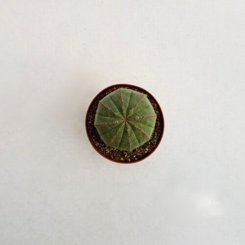 Euphorbia obesa vaso 12