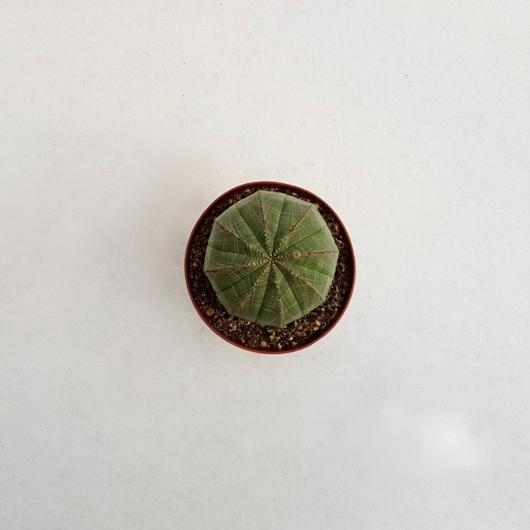Euphorbia obesa vaso 12