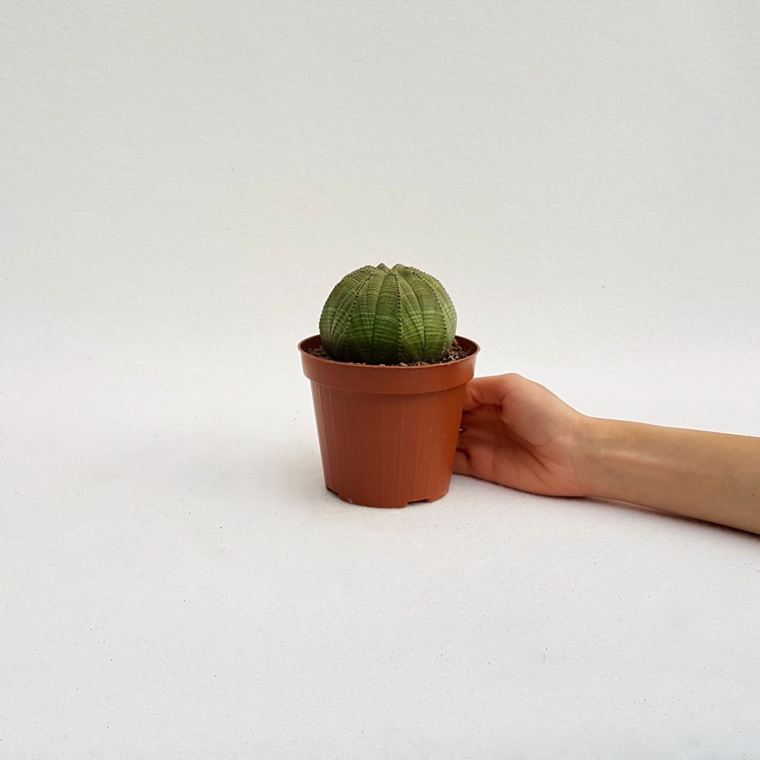 Euphorbia obesa vaso 12
