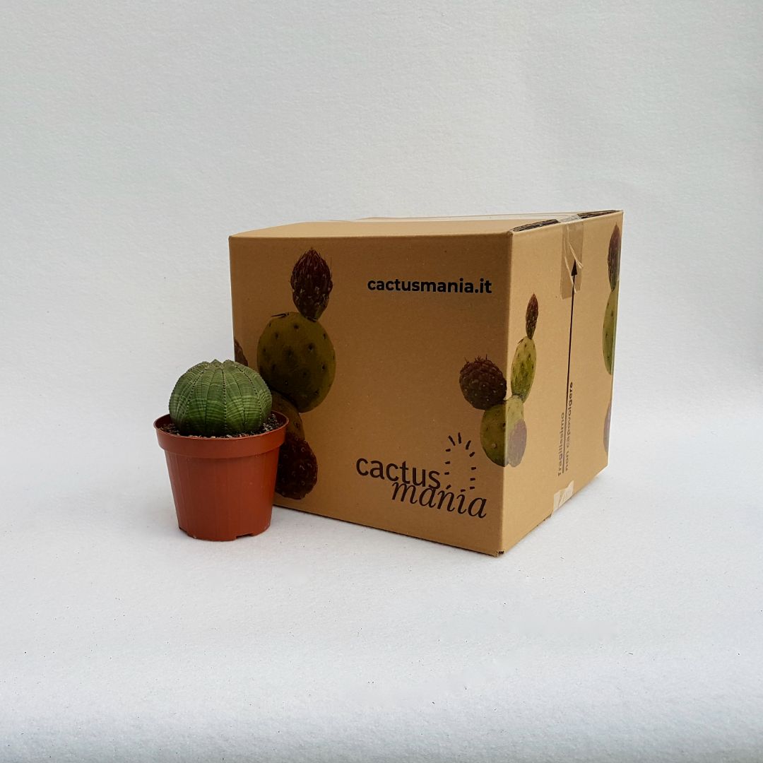 Euphorbia obesa vaso 12