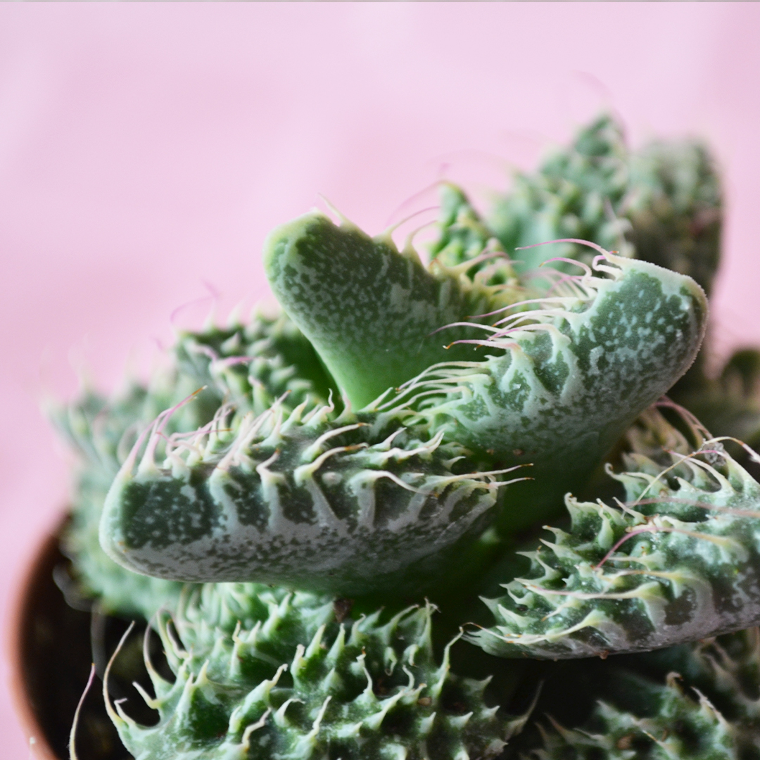 Faucaria tigrina sp vaso 7,5
