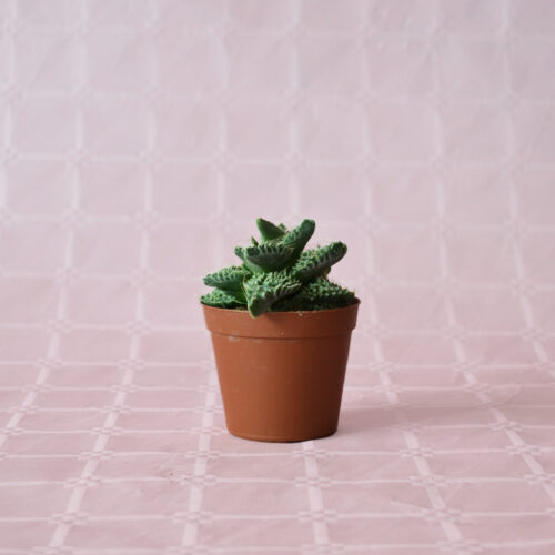 Faucaria tigrina sp vaso 7,5