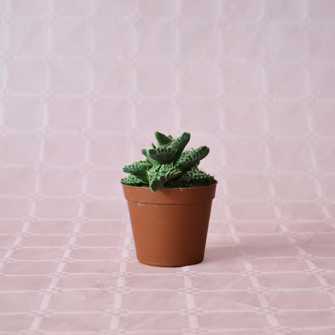 Faucaria tigrina sp vaso 7,5