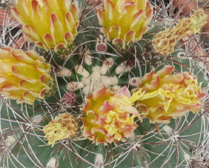 Ferocactus acanthodes