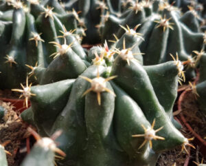 Ferocactus brevispinus f. monstruosa