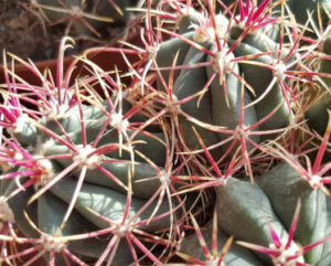 Ferocactus coloratus
