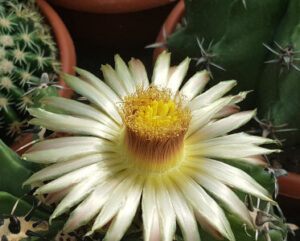 Ferocactus Fiore
