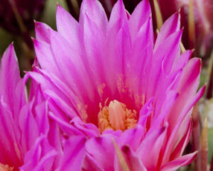 Ferocactus Fiore