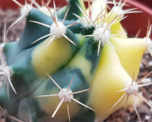 Ferocactus forma variegata