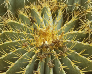 Ferocactus glaucescens