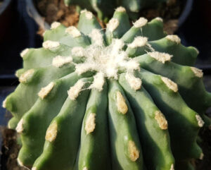 Ferocactus glaucescens inermis