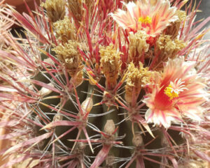 Ferocactus gracilis fiorito