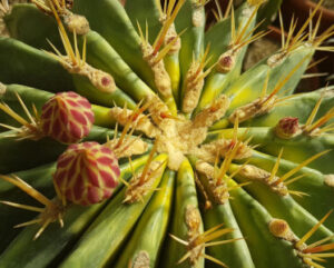 Ferocactus histrix variegata