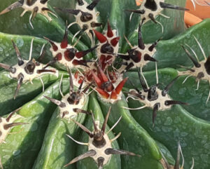 Ferocactus horridus brevispinus